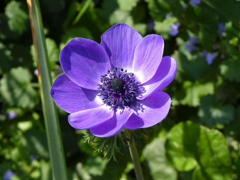 Anemone coronaria 'bleue'